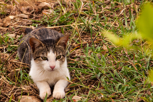 chicamocha colombia parquechicamocha santander cat gato
