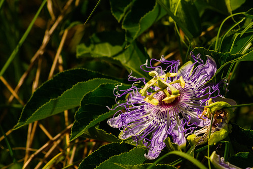 purple flower passion vine passionvine passionflower closeup d7100 nikon normangee tx texas pasture wild outdoor outside outdoors summer 2017 june