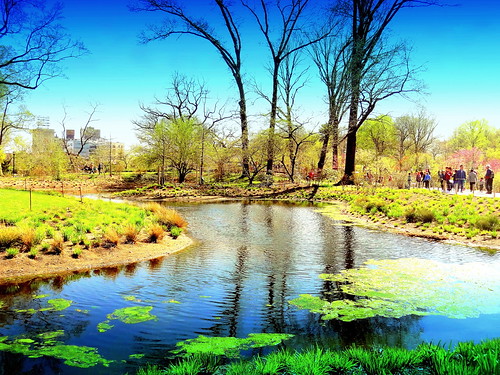 newyork brooklyn dmitriyfomenko image sky spring brooklynbotanicgarden trees reflection