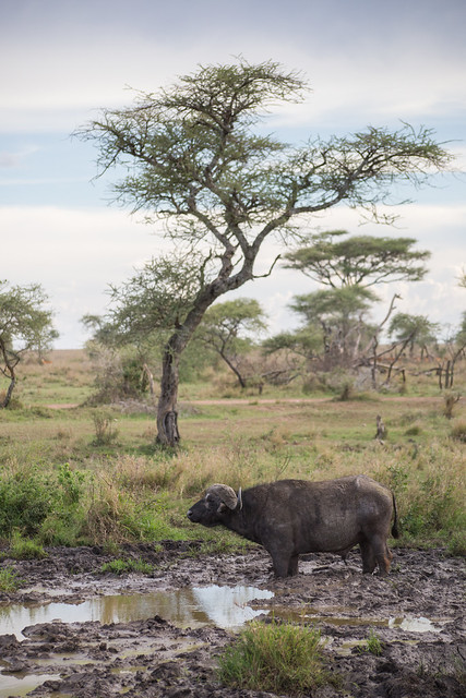 The Wild Serengeti