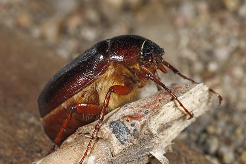 May-June Beetles - Phyllophaga sp.