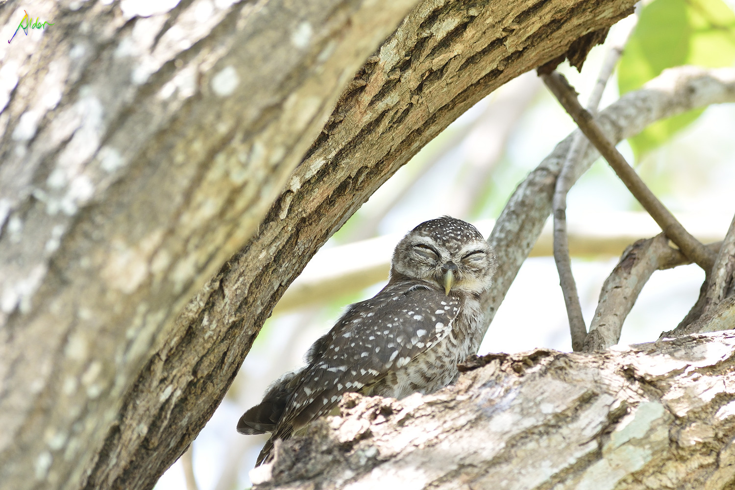 Spotted_Owlet_8693