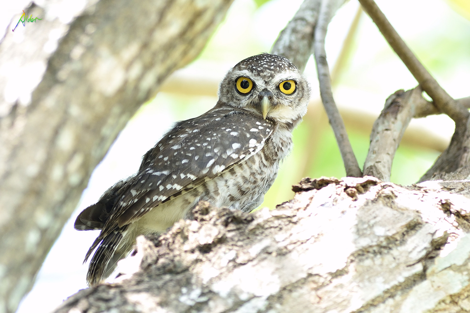 Spotted_Owlet_8666