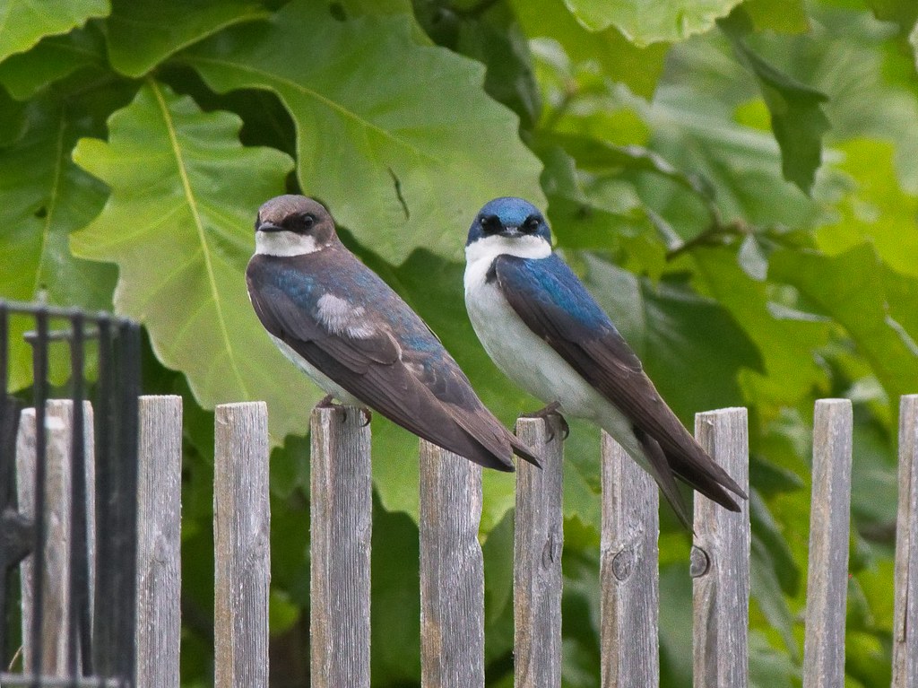 Tree Swallows