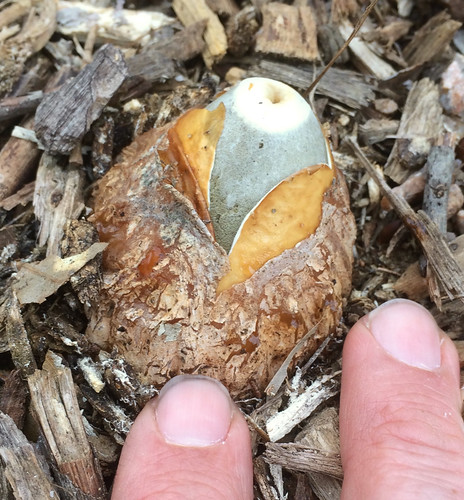 Mushroom Stinkhorn Phallus impudicus