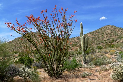 arizona cactaceae cactus ocotillo