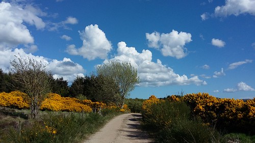 gorse weather blue sunshine low view tough clouds floating track farmland kintore balbithan aberdeenshire scotland north east allanmaciver