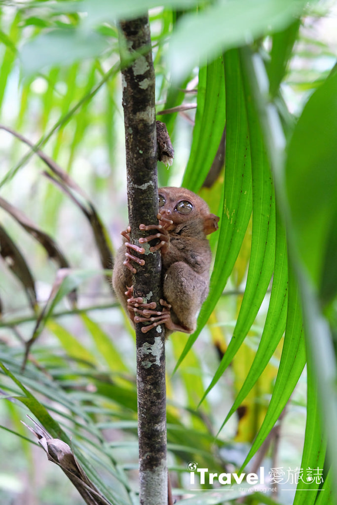 菲律宾薄荷岛眼镜猴保育中心 Tarsier Sanctuary (15)