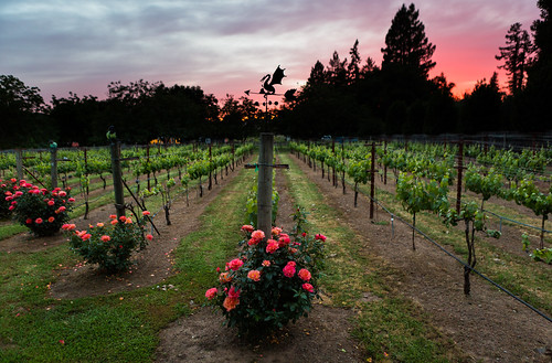 napa california unitedstates us canoneos5dmarkiii sunset napavalley sundown vineyard outdoor outside family