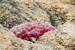 stonecrop Sedum caeruleum