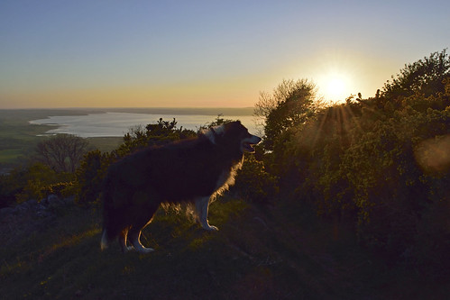 laddie dog dogs bordercollie llanfairfechan sunset anglesey menai