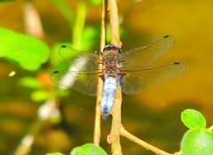 Spitzenfleck - Scarce chaser dragonfly - Libellula fulva