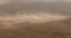 The Sand Storm