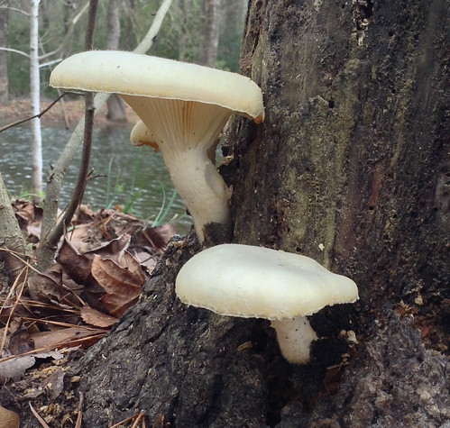 Mushroom - Oyster