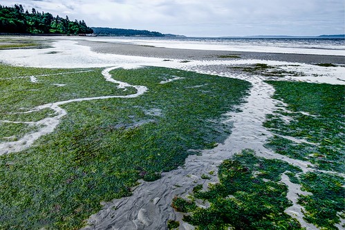 picnicpoint edmonds washington unitedstates us lowtide pugetsound landscape beach shore seaweed trinterphotos richtrinter