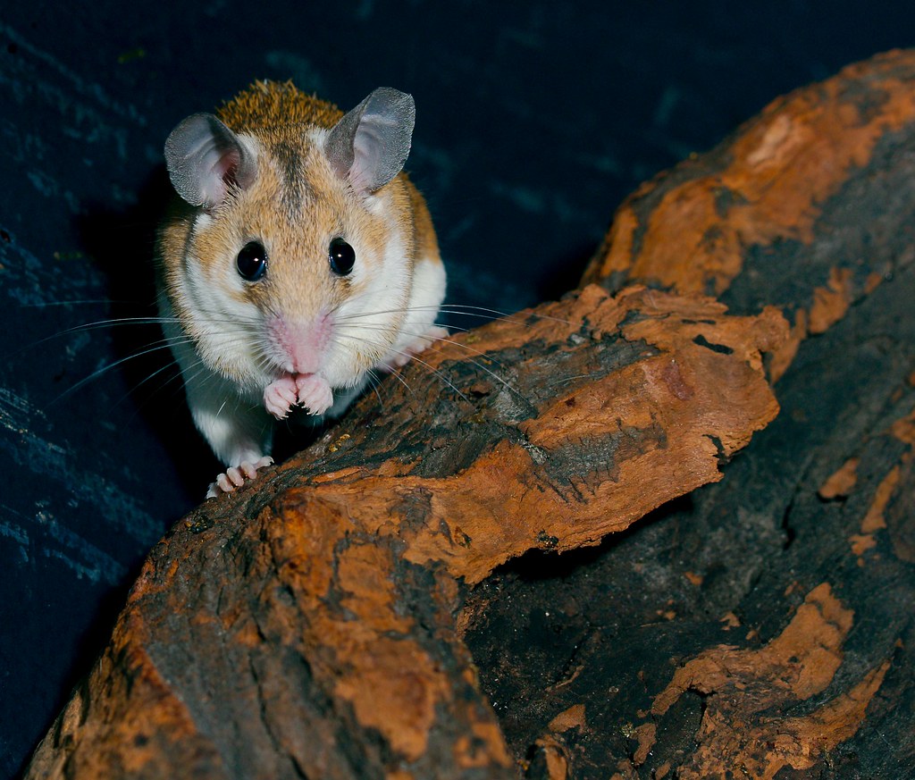 Egyptian Spiny Mouse