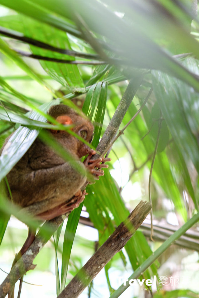 菲律宾薄荷岛眼镜猴保育中心 Tarsier Sanctuary (21)