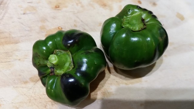 Capsicums still growing in the plant, far into winter