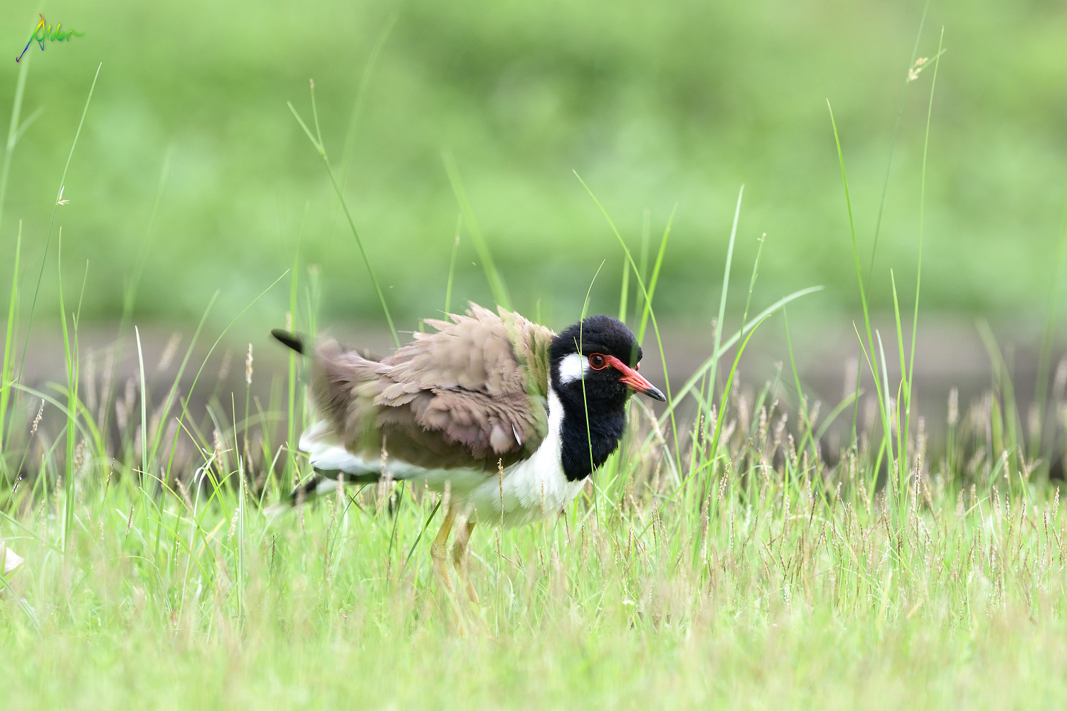 Red-wattled_Lapwing_0622
