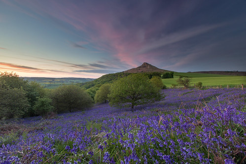 bluehour sunset tramonto bluebells flowers landscape northyorkshire northyorkshiremoors northyorkshiremoorsnationalpark greatayton uk greatbritain
