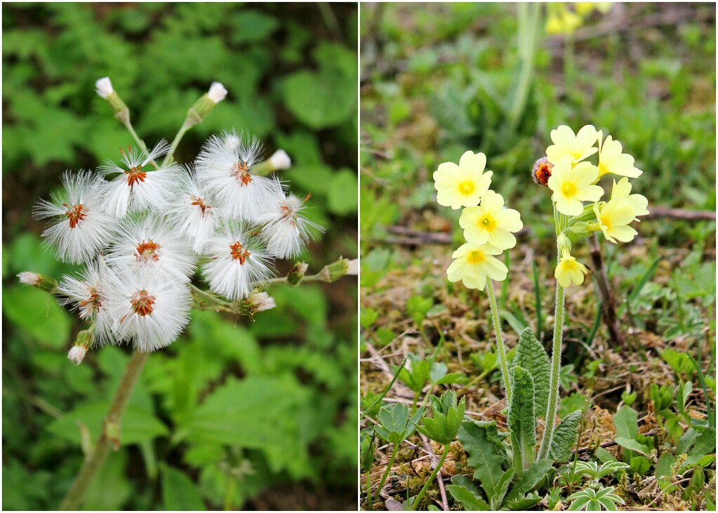 tegelberg-mountain-flowers