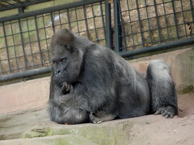 Gorila Fritz