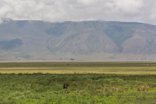 2017 africa elephant entamanu ngorongorocrater nomad tanzania landscape male nature old safari walking wildlife arusharegion