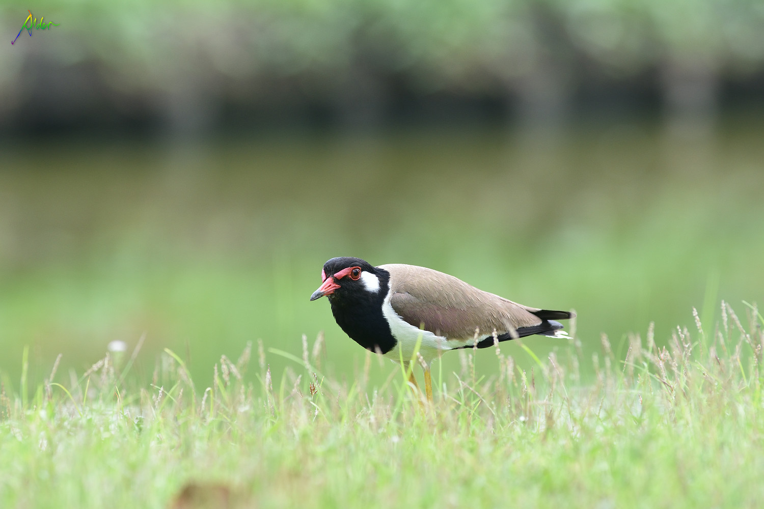 Red-wattled_Lapwing_0632