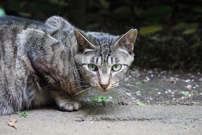 東池袋中央公園の猫。若いキジ虎。