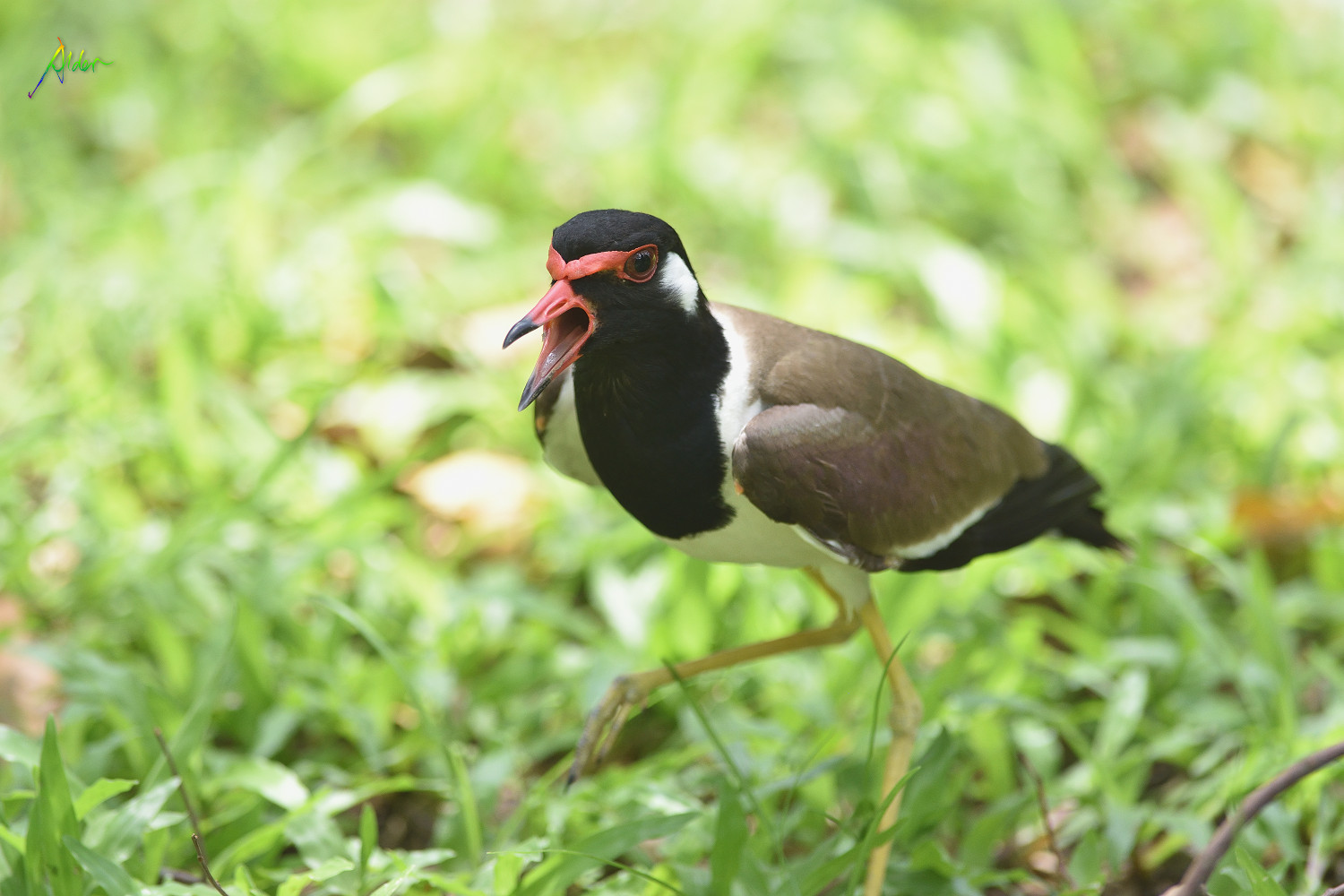 Red-wattled_Lapwing_1383
