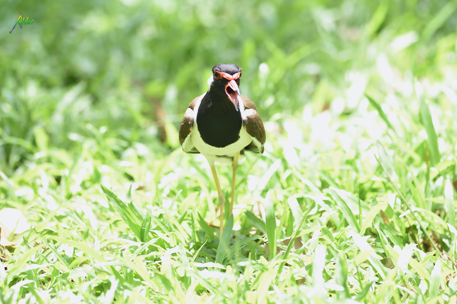 Red-wattled_Lapwing_1354