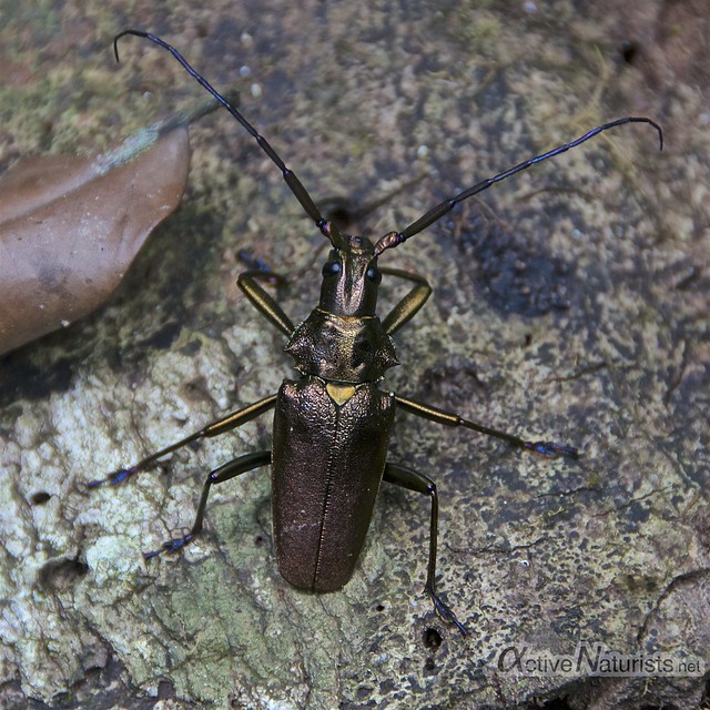 beetle 0000 Corcovado, Osa peninsula, Costa Rica