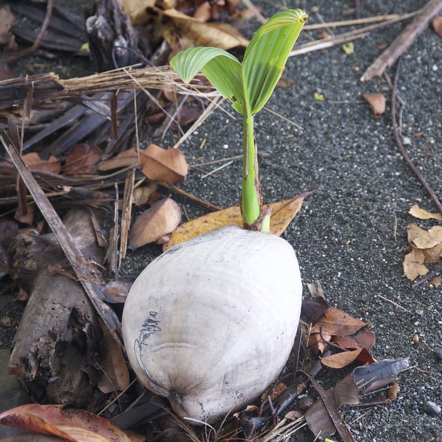 coconut sapling 0000 Corcovado, Osa peninsula, Costa Rica