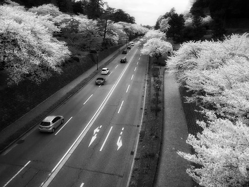 japan cherryblossoms landscape monochrome blackandwhite iphone snapseed