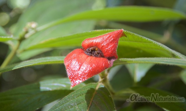 Psychotria elata – hot lips plant 0000 Corcovado, Osa peninsula, Costa Rica