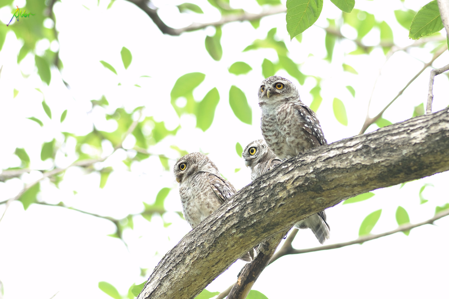 Spotted_Owlet_0782