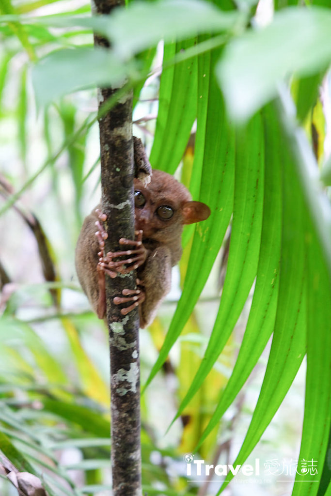 菲律宾薄荷岛眼镜猴保育中心 Tarsier Sanctuary (13)