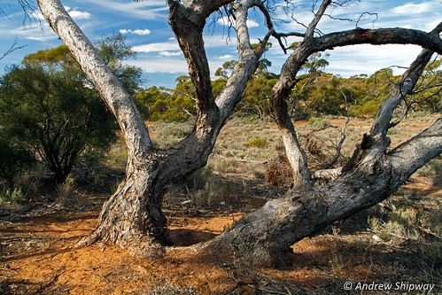 redbanksconservationpark landscape nationalpark deh mallee dewnr bushwalking southaustralia burra