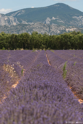 paesaggio lavanda viola landscape vegetazione saintecroixduverdon provenzaalpicostaazzurra francia fr
