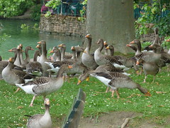 Parc de la Tête d'Or, Lyon - feeding the greylag geese