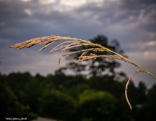 nature dawn wheat sunrise