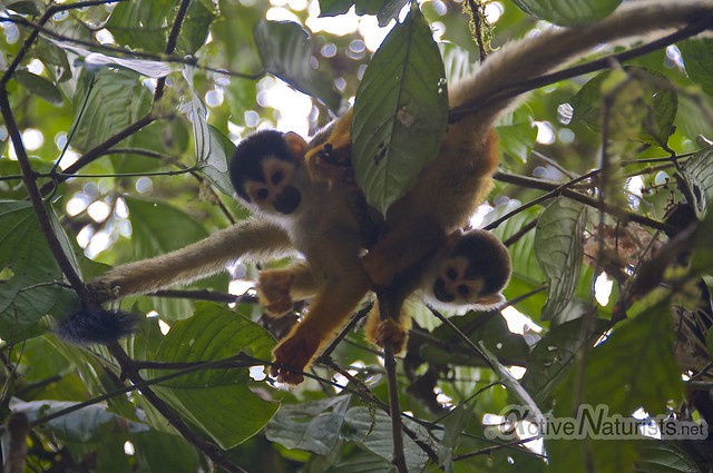 squirrel monkey 0003 Corcovado, Osa peninsula, Costa Rica