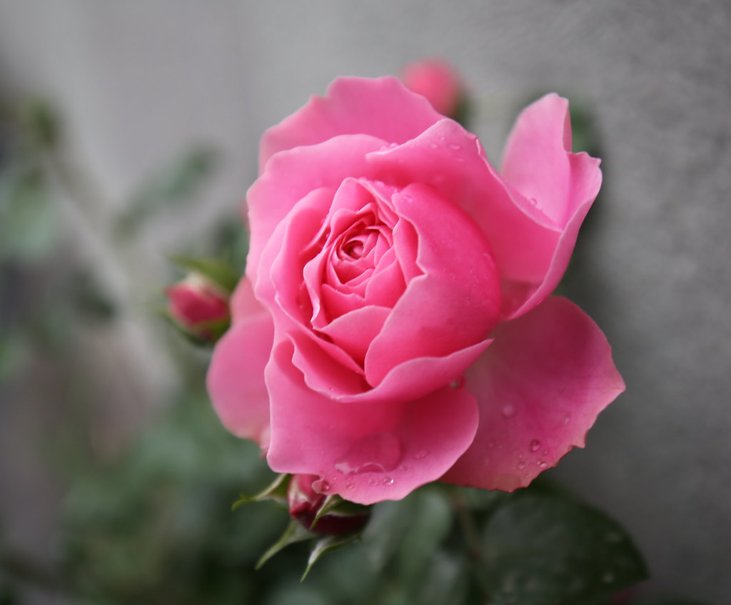 Pink Rose - Yerevan Armenia