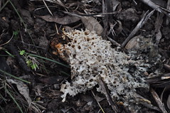 1DSC_0010 Slime mold or slime mould__or is it?  Can anyone help?