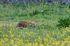 Is a fox a...A.) herbivore
B.) carnivore
C.) omnivore
D.) scavenger