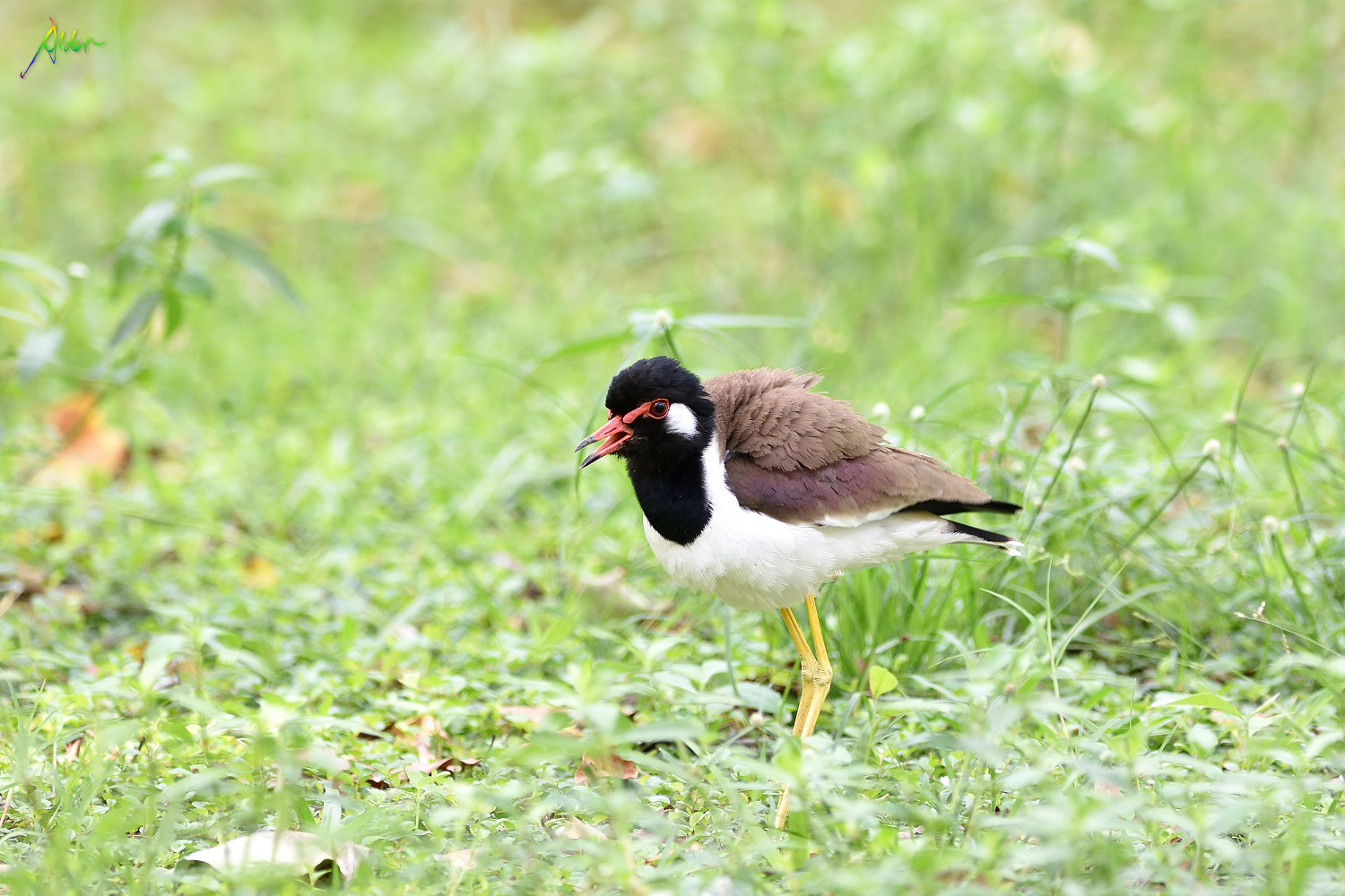 Red-wattled_Lapwing_0459