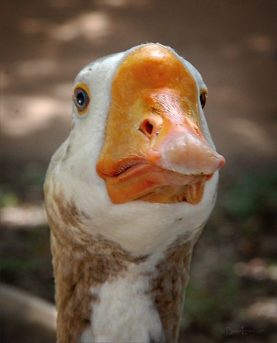 Indignant Duck