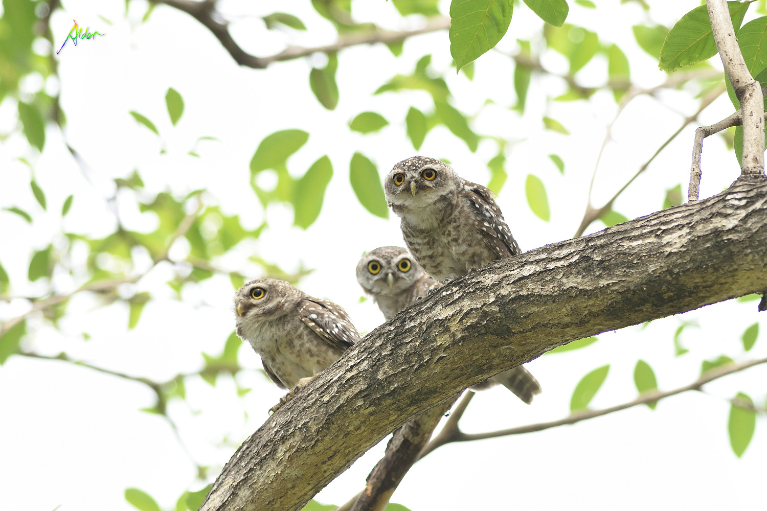 Spotted_Owlet_0778