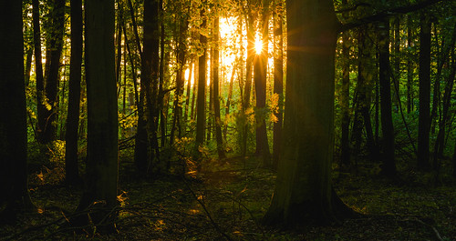towardsthelight forestcallsme forestphotography beautifullight serenity tranquil outdoors nopeople intothedeepwoods theforesttales sunsetfrombehindthetrees woodland woods