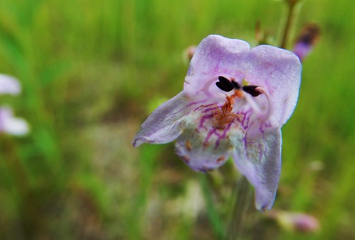 beardtongue penstemon gracilis wisconsin wildflower